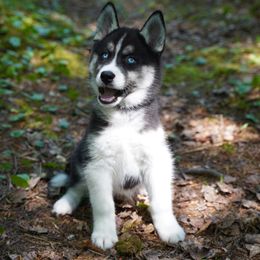 Elio - Black and white male Siberian Husky puppy in Wiscasset, Maine from Running with Huskies