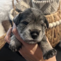 Miniature Schnauzer Puppies from Mt. View's Pretty Little Schnauzers