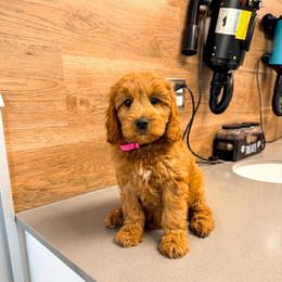 Pink lady - Red  female Goldendoodle puppy in West Haven, Utah from Split Mountain Doodles