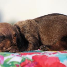 Bonnie - Red female Dachshund puppy in Greenup, Kentucky from Tygart Creek Dachshunds