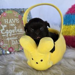 Chocolate girl - Liver female Shih Tzu puppy in Newark, Ohio from Gemini Kennels