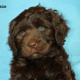 Portuguese Water Dogs from Afortunado Portuguese Water Dogs