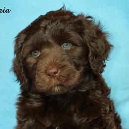 Portuguese Water Dogs from Afortunado Portuguese Water Dogs