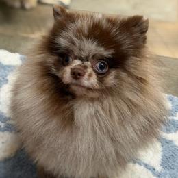 Champ - Pomeranian