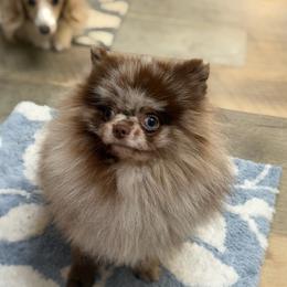 Champ - Pomeranian