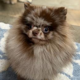 Champ - Pomeranian