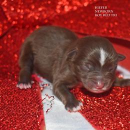 Kiefer - Red tri male Miniature Australian Shepherd puppy in Patterson, North Carolina from DreamLine Aussies