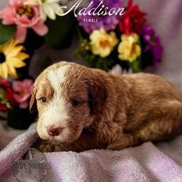 Bordoodle and Labradoodle Puppies from Howdy Doodles