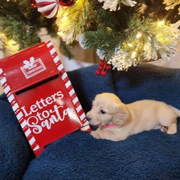 Peach - Cream female Dachshund puppy in Bedias, Texas from Faith & Grace Doxies