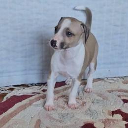 Boy 1 - Red fawn male Italian Greyhound puppy in Phillips, Maine from Maplewood Italian Greyhounds
