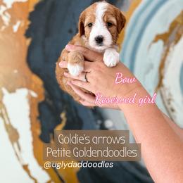 Bow - Red  female Goldendoodle puppy in Orangevale, California from Ugly Dad Doodles