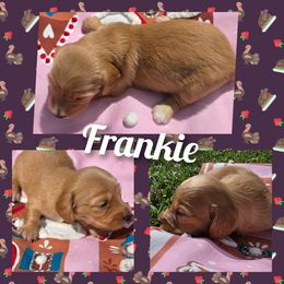 Frankie - Red female Dachshund puppy in Port Charlotte, Florida from Belinda's little darlings dachshunds