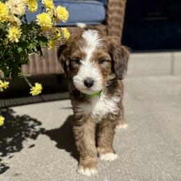 Patch - Brown and white male Bernedoodle puppy in Springville, Utah from Oodles of Bernedoodles