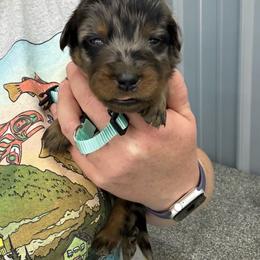 Teal - Harlequin female Beauceron puppy in Floyd’s Knobs, Indiana from Birdwing Beaucerons