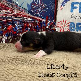 Liberty - Black and tan female Pembroke Welsh Corgi puppy in Purcell, Oklahoma from Lewis Aussie’s & Corgi’s