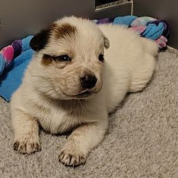 Foil - Red speckled male Australian Cattle Dog puppy in Rogue River, Oregon from FullMoon Cattle Dogs