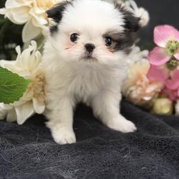 Boy 1 - Sable and white male Japanese Chin puppy in Clark County, Nevada from My Pride Poodles & Japanese Chins