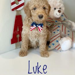 Goldendoodle Puppies from Ivie Mountain Doodles