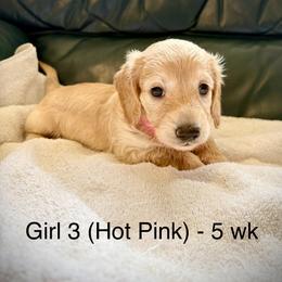 Girl 3 AKC 3995 (Hot Pink Collar) - Cream female Dachshund puppy in Ocala, Florida from Island Farms Mimi’s Dachshunds Florida