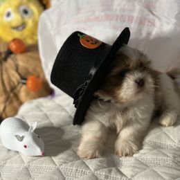 CKC Boy 2 - Gold and white male Shih Tzu puppy in Houston, Texas from Paws n Claws