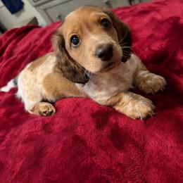 Teddy AKC - Red male Dachshund puppy in Marseilles, Illinois from Zacha’s Doxie House