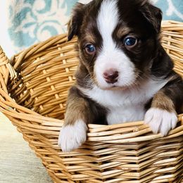 Miniature Australian Shepherd and Toy Australian Shepherd Puppies from Crooked Oak Aussies