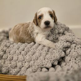 Mocha - Parti male Goldendoodle puppy in Fordland, Missouri from K&K's Puppy Kingdom