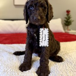 Zero - Chocolate male Labradoodle puppy in Adams, Nebraska from Boxcar Doodles and Poodles