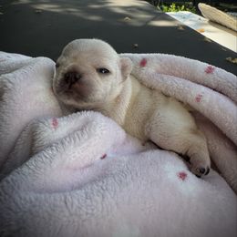 Boy 1 - Cream male French Bulldog puppy in Shelbyville, Kentucky from Hidden Hickories Farm
