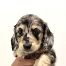 Forrest - Dapple male Dachshund puppy in Goodyear, Arizona from D&C Royal Dachshunds LLC