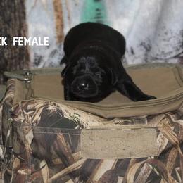 Labrador Retriever Puppies from Copper Creek Outfitters and Kennel