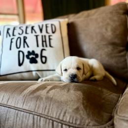 Bow - Yellow male Labrador Retriever puppy in Sweet Home, Oregon from Knotty Creek Labradors