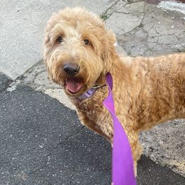 Bernedoodles and Goldendoodles from Lyon and Luna Goldendoodles