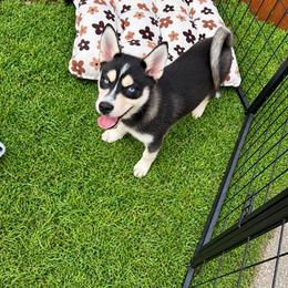 Britt Britt - Black and white female Pomsky puppy in Mannington Township, New Jersey from Little Husky Hutt