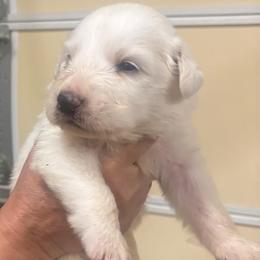 Boy 2 - White male Great Pyrenees puppy in North Fork, California from Heritage Mountain Ranch