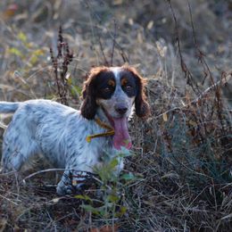 Fancy - English Cocker Spaniel