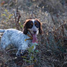 Fancy - English Cocker Spaniel