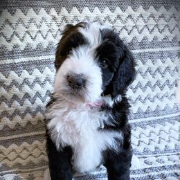 Bernedoodle Puppies from Southridge Bernedoodles