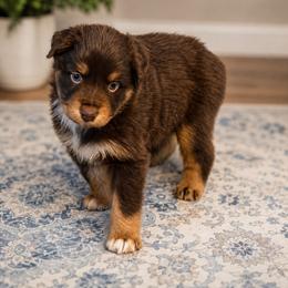 Zion - Red tri-color male Australian Shepherd puppy in Coldwater, Michigan from Northern Star Australian Shepherds