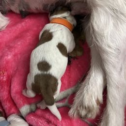 Russell Terrier Puppies from Claddagh Pastures