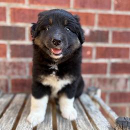 Bubblegum - Black tri-color female Australian Shepherd puppy in Jena, Louisiana from Diamond 5 Aussies