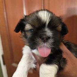 Yellow Collar Boy - Black and white male Shih Tzu puppy in Hemet, California from Kimberly's Heavenly Shih Tzus