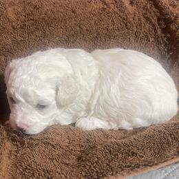 Kemoff - White male Bichon Frise puppy in Cave City, Kentucky from Loretta's Pups