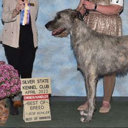 Irish Wolfhounds from Celtic Clover Hounds