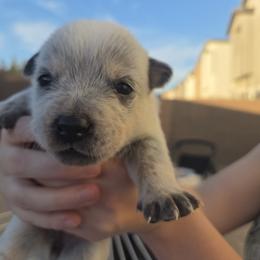 Australian Cattle Dog Puppies from Wild Sage Cattle Dogs