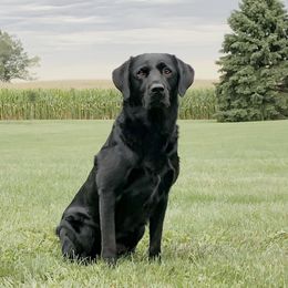 Labrador Retrievers from Flight Cancelled Kennels