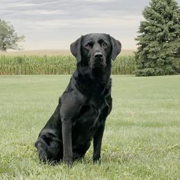 Labrador Retrievers from Flight Cancelled Kennels