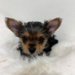 Benny - Black and gold male Yorkshire Terrier puppy in Festus, Missouri from Impeccable Pups