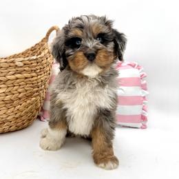 Basil (Yellow) - Tri-color male Bernedoodle puppy in Highland, Utah from Angel Pups Deluxe
