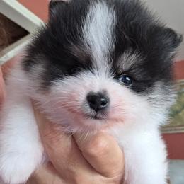 AKC Adkpom Apollo black and tan parti - Black and tan parti male Pomeranian puppy in Gloversville, New York from ADKPOM Adirondack Pomeranians